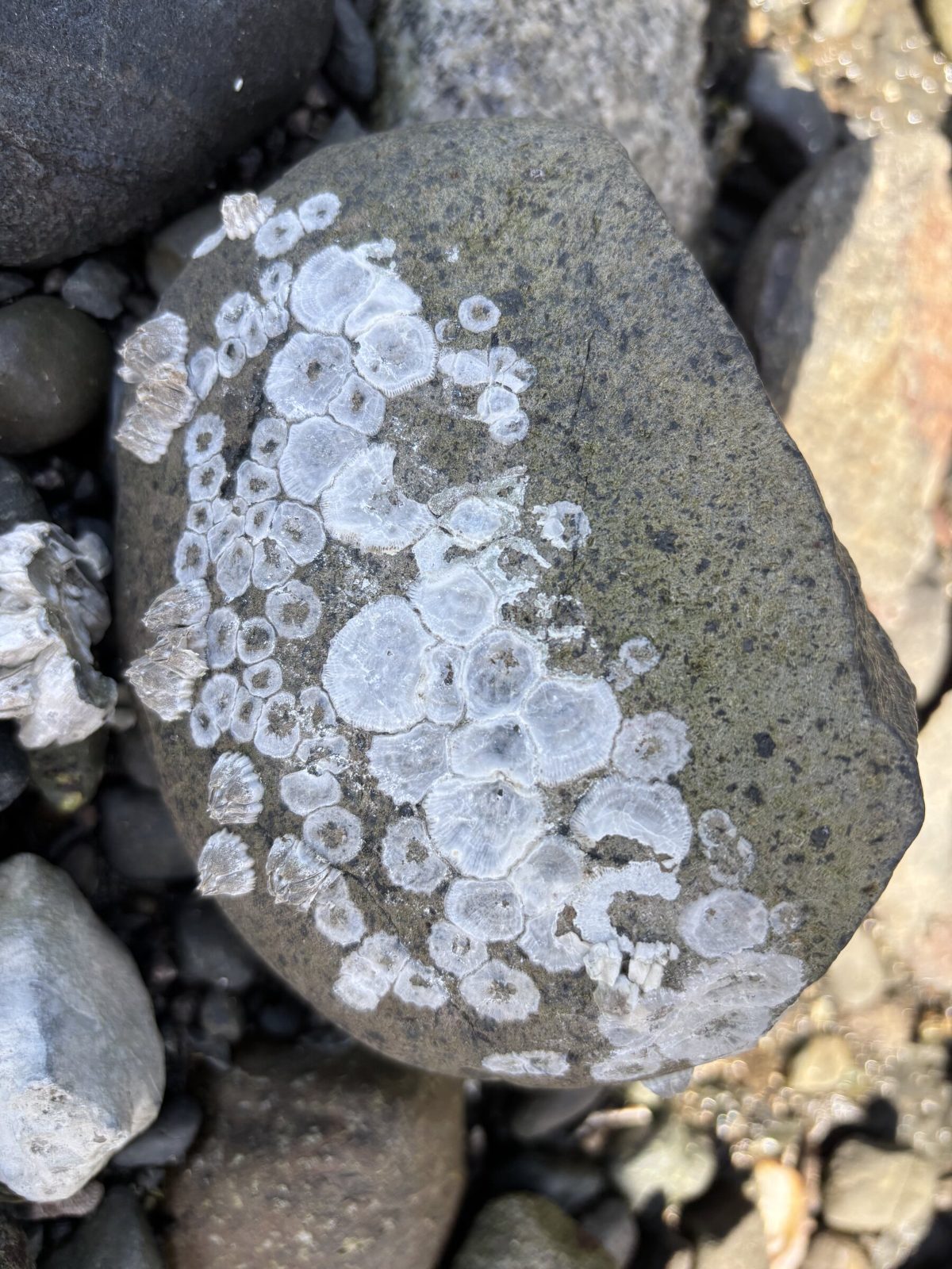 Barnacles on shoreline rock