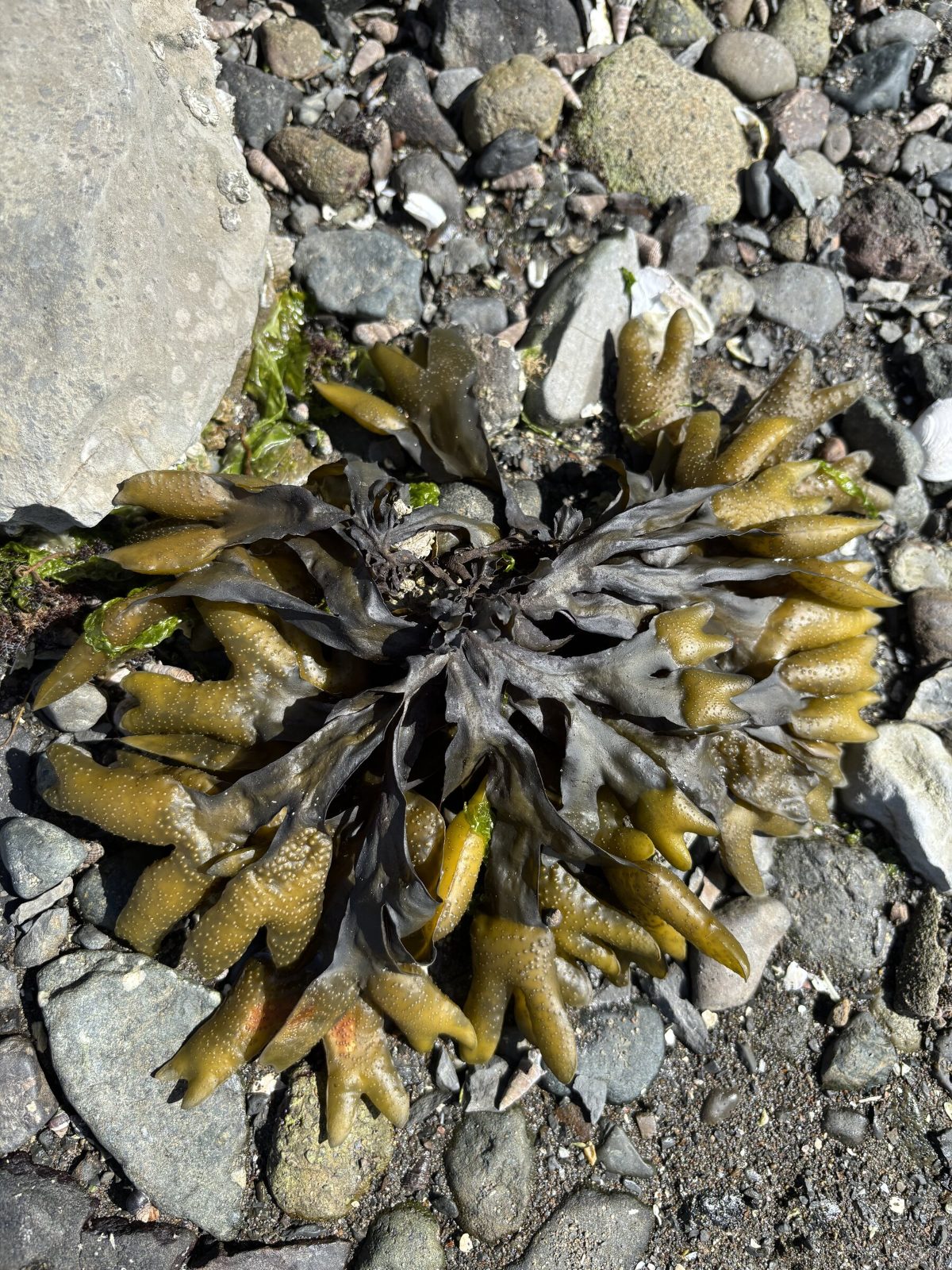 Seaweed on the shore