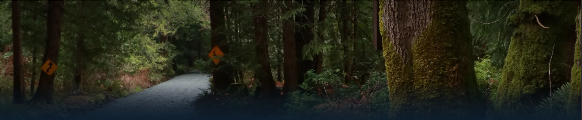 Forest road on Denman Island — 37 acres of oceanfront creative campus